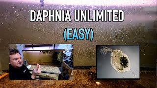 How I Raise Daphnia Water Fleas And You Can Too [upl. by Botti]