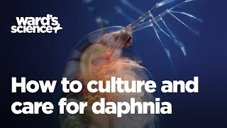 Caring and Culturing for Daphnia [upl. by Hollington991]