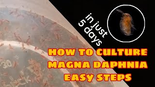 How to Culture Magna Daphnia Easily [upl. by Aneeg]