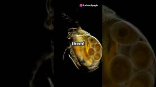 How to culture Daphnia for your Aquarium [upl. by Eseyt]