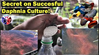 How to Culture Daphnia Successfully [upl. by Savanna559]