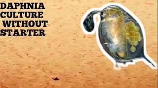 HOW TO CULTURE DAPHNIA NATURALLY WITHOUT A STARTER [upl. by Akins45]