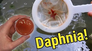 How I Culture Daphnia In Outdoor Tubs [upl. by Cicely931]