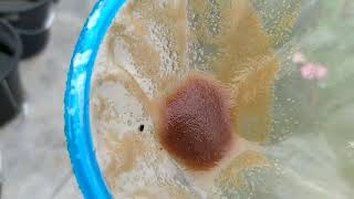 How to culture daphnia moina in a small container Part 1 English Subtitle [upl. by Shrier]