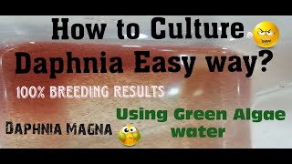 Daphnia MagnaHow to Culture Daphnia Easy wayCulturing Daphnia using Green water Daphnia [upl. by Ivonne912]