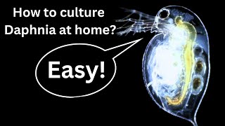 BEST Live Fish Food Beginner guide How to Culture Daphnia at home [upl. by Eliezer]