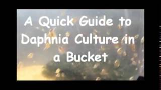 How to culture daphnia outside [upl. by Trula528]