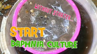 How to culture daphnia moina the easy way 1  Starting the Daphnia culture [upl. by Nolyk]