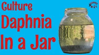 How to Culture Daphnia in a Jar [upl. by Frederic]