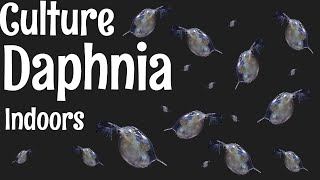 How to Culture Daphnia [upl. by Konstanze621]