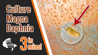 How to culture DAPHNIA MAGNA  The easy way [upl. by Bianca326]