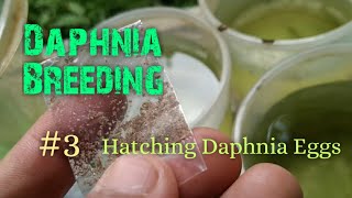 Daphnia Culture made simple and easy 3  Hatching Daphnia eggs [upl. by Noiram212]