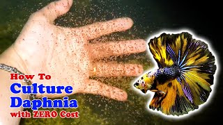 How to Culture Daphnia with ZERO Cost  Unlimited Live Food For Our Fish [upl. by Ingraham]