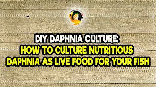 DIY Daphnia Culture How to Culture Nutritious Daphnia as Live Food for Your Fish [upl. by Eanahc]