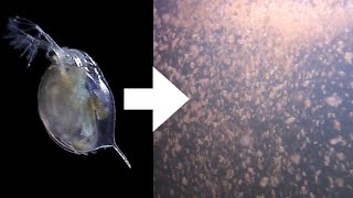 How I Culture Daphnia [upl. by Moser]