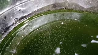 DAPHNIA MOINA CULTURE IN A SMALL BUCKET [upl. by Ahseyd]