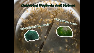 How To Culture Daphnia and Moinas using Green Water Spirulina powder [upl. by Rehpotsrik]