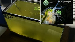 Raising Daphnia for the Freshwater Aquarium [upl. by Weld]