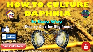 HOW TO CULTURE DAPHNIA In Easy Way [upl. by Divaj515]